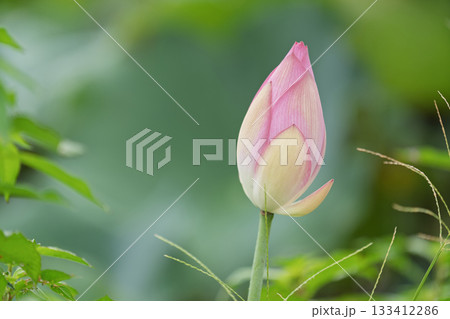 Pink water lotus flower growing in pond 133412286