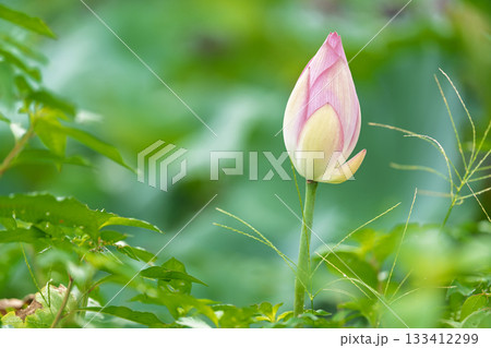 Pink water lotus flower growing in pond Pink water lotus flower growing in pond 133412299
