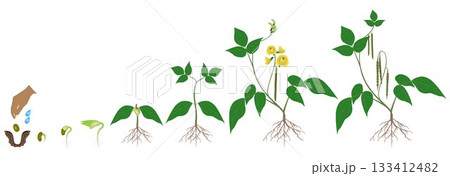 Growth cycle of mung bean plant on white background. Growth cycle of mung bean plant on white background. 133412482