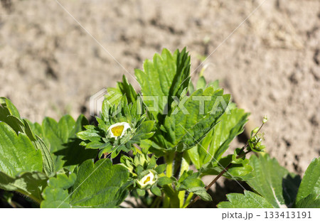 Strawberry plant blooms in garden close up. Strawberry flowers in spring. 133413191