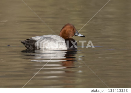 Common pochard swimming in serene waters of the Netherlands during a bright day Common pochard swimming in serene waters of the Netherlands during a bright day 133413328