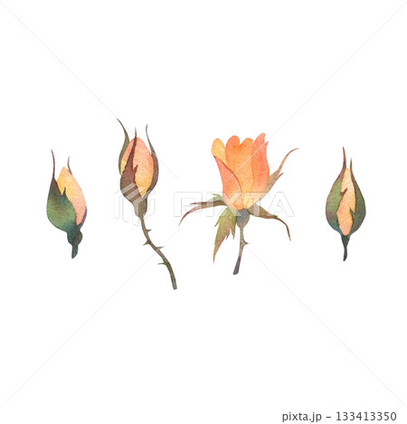 Set of four watercolor orange rosebuds. Watercolor illustration hand drawn and isolated on a white background. Ideal for decorating greeting cards, wedding invitations, polygraphy, textile, tableware Set of four watercolor orange rosebuds. Watercolor illustration hand drawn and isolated on a white background. Ideal for decorating greeting cards, wedding invitations, polygraphy, textile, tableware 133413350