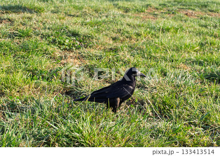 Black crow standing on green grass Black crow standing on green grass 133413514