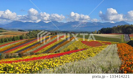 Colorful flower fields in Hokkaido, Japan, with mountains in the background under a blue sky	 133414221
