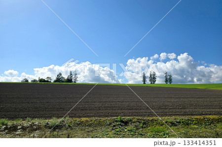 The trees stand tall against a backdrop of a bright blue sky and puffy white clouds, creating a serene landscape	 133414351