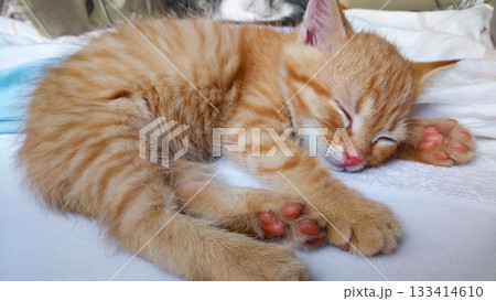 A cat is sleeping on a bed 133414610