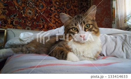 A cat is laying on a bed A cat is laying on a bed 133414633
