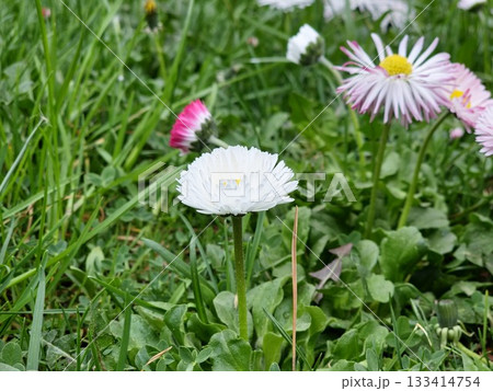 Pink Bellis perennis flowers against backdrop of green grass in spring. The flowers are in full bloom and the colors are vibrant. Pink Bellis perennis flowers against backdrop of green grass in spring. The flowers are in full bloom and the colors are vibrant. 133414754