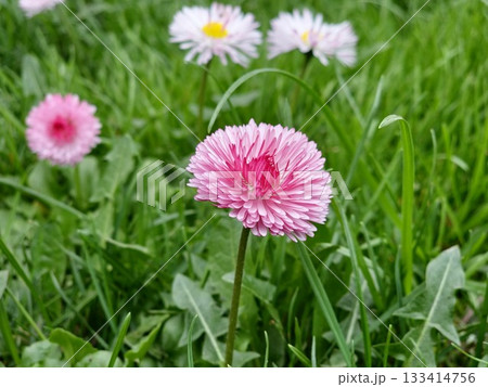 White and pink Bellis perennis flowers against backdrop of green grass in spring. The flowers are in full bloom and the colors are vibrant. White and pink Bellis perennis flowers against backdrop of green grass in spring. The flowers are in full bloom and the colors are vibrant. 133414756