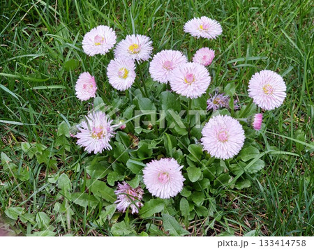 White and pink Bellis perennis flowers against a backdrop of green grass in spring. The flowers are in full bloom and colors are vibrant. White and pink Bellis perennis flowers against a backdrop of green grass in spring. The flowers are in full bloom and colors are vibrant. 133414758