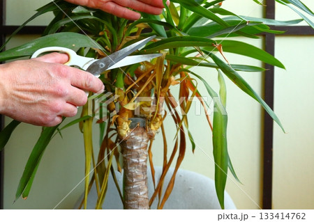 Hands Trimming Leaves on Indoor Plant 133414762
