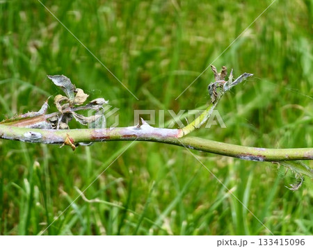 Leaves and a branch of rose plant showing symptoms of a fungal infection. Powdery mildew Sphaerotheca pannosa var. rosae. Selective focus. Leaves and a branch of rose plant showing symptoms of a fungal infection. Powdery mildew Sphaerotheca pannosa var. rosae. Selective focus. 133415096