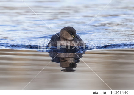 Little grebe swimming peacefully in calm waters of the Netherlands on a clear day 133415402