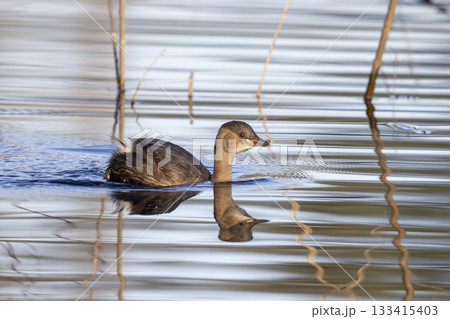 Little grebe swims gracefully in tranquil waters of the Netherlands during a sunny afternoon 133415403