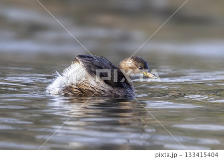 Little grebe swims gracefully in calm waters of the Netherlands reflecting soft evening light 133415404