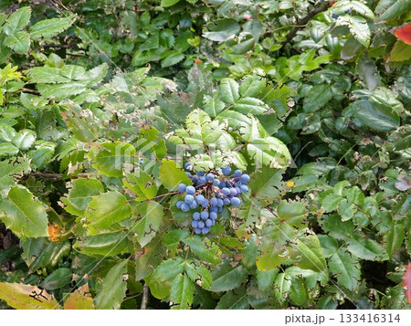 The fruits of Mahonia holly, or Mahonia aquifolium, are blue against a background of bright green on clear sunny day. The fruits of Mahonia holly, or Mahonia aquifolium, are blue against a background of bright green on clear sunny day. 133416314