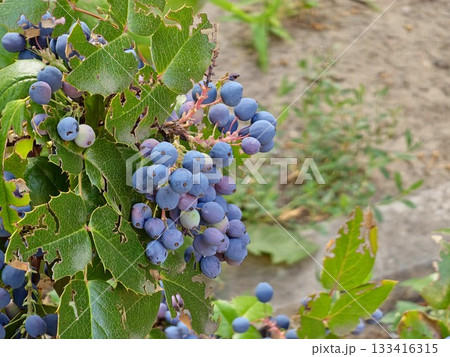 Oregon grape or Berberis aquifolium or Holly-leaved barberry or Mahonia aquifolium evergreen shrub flowering plant with small cluster of dense dark dusty blue berries and pinnate leaves Oregon grape or Berberis aquifolium or Holly-leaved barberry or Mahonia aquifolium evergreen shrub flowering plant with small cluster of dense dark dusty blue berries and pinnate leaves 133416315