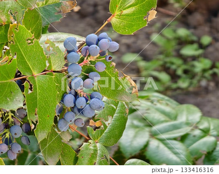 Oregon grape or Holly-leaved barberry or Mahonia aquifolium evergreen shrub flowering plant with small cluster of dense dark dusty blue berries and pinnate leaves Oregon grape or Holly-leaved barberry or Mahonia aquifolium evergreen shrub flowering plant with small cluster of dense dark dusty blue berries and pinnate leaves 133416316
