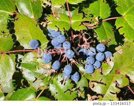 Oregon grape or Berberis aquifolium or Mahonia aquifolium evergreen shrub flowering plant with small cluster of dense dark dusty blue berries and pinnate leaves Oregon grape or Berberis aquifolium or Mahonia aquifolium evergreen shrub flowering plant with small cluster of dense dark dusty blue berries and pinnate leaves 133416317
