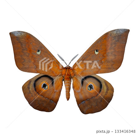 Bright orange silkmoth Salassa thespis showcases its striking wings with distinctive eye patterns. This isolated specimen highlights its natural beauty and intricate details. Bright orange silkmoth Salassa thespis showcases its striking wings with distinctive eye patterns. This isolated specimen highlights its natural beauty and intricate details. 133416348