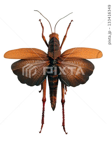 This red tropical grasshopper appears with spread wings, highlighting its impressive size and coloration. It sits on a plain background, allowing detailed observation of its structure and traits. 133416349