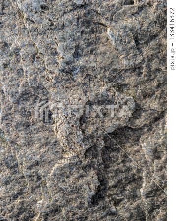 Sea stone texture. Dark grey 133416372