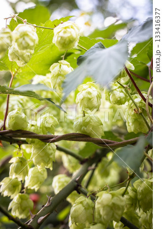 Wild Hops in sunny weather Wild Hops in sunny weather 133416377