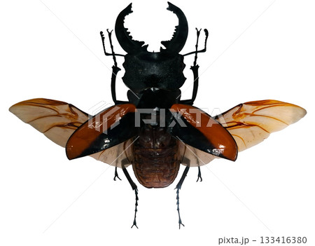 This giant stag beetle Odontolabis wallastoni is depicted in isolation, highlighting its distinctive features, including fully spread wings and prominent mandibles. This giant stag beetle Odontolabis wallastoni is depicted in isolation, highlighting its distinctive features, including fully spread wings and prominent mandibles. 133416380