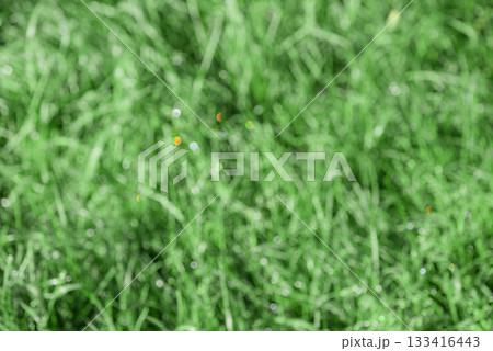 Defocused blurred green grass with water drops. Defocused blurred green grass with water drops. 133416443
