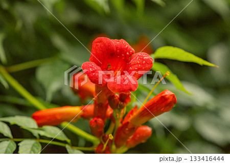 The plant has a red stem and green leaves as a background. 133416444