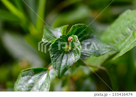 エノキグサの花・榎草・編笠草（アミガサソウ）・雑草の花 133416474