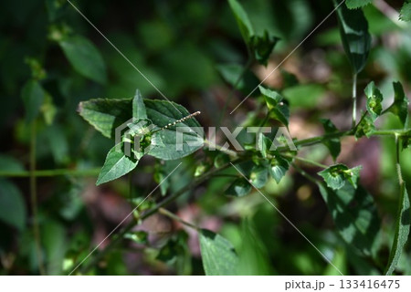 エノキグサの花・榎草・編笠草（アミガサソウ）・雑草の花 133416475
