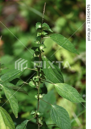エノキグサの花・榎草・編笠草(アミガサソウ)・雑草の花 エノキグサの花・榎草・編笠草(アミガサソウ)・雑草の花 133416476
