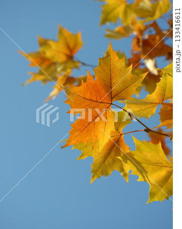 カエデの紅葉 カエデの紅葉 133416611