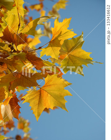 カエデの紅葉 カエデの紅葉 133416612
