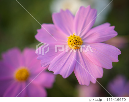 秋に咲くピンクのコスモス　マクロ写真 133416670