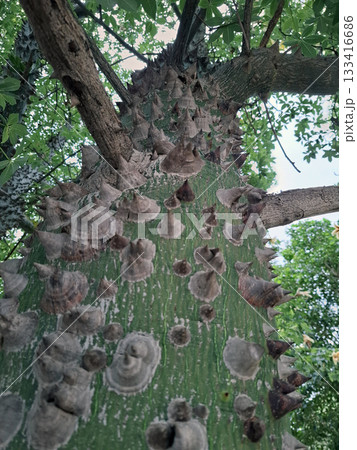 Thorns protrude aggressively from the trunk of a Seiba speciosa tree, surrounded by vibrant green leaves. The scene captures the striking contrast of nature's beauty and danger. Thorns protrude aggressively from the trunk of a Seiba speciosa tree, surrounded by vibrant green leaves. The scene captures the striking contrast of nature's beauty and danger. 133416686