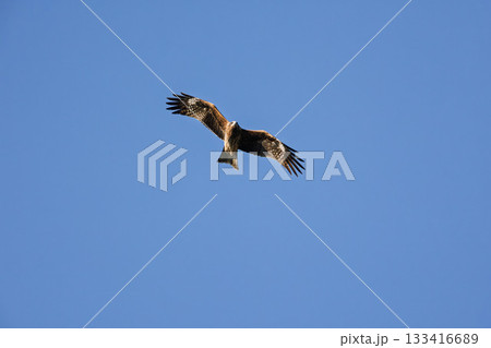 飛翔するトビ 133416689