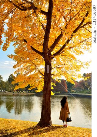 晩秋の水元公園 銀杏の紅葉 133416697