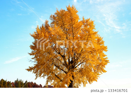 晩秋の水元公園 銀杏の紅葉 133416701