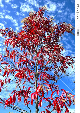 オキシデンドルム アルボレウムの紅葉と果実(蒴果)。スズランノキ・サワーウッド・世界三大紅葉樹の一つ オキシデンドルム アルボレウムの紅葉と果実(蒴果)。スズランノキ・サワーウッド・世界三大紅葉樹の一つ 133416738
