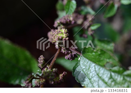 クワクサの花・桑草・雑草の花 133416831