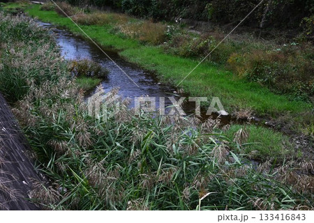 川辺の葦・ヨシ・近年の護岸工事で葦原の生き物の住処が奪われる環境問題 133416843