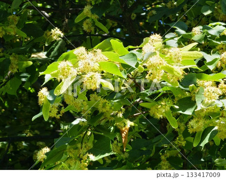 Linden branch with a leaves and blooming flowers outdoors, close-up Linden branch with a leaves and blooming flowers outdoors, close-up 133417009