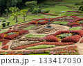Beautiful landscape of Mae Fah Luang Garden with colorful winter flowers at Doi Tung, Chiang Rai, Thailand 133417030