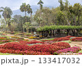 Colorful flower beds winter landscape of Mae Fah Luang Garden at Doi Tung, Chiang Rai, Thailand 133417032