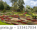 Beautiful landscape of Mae Fah Luang Garden with colorful winter flowers at Doi Tung, Chiang Rai, Thailand 133417034