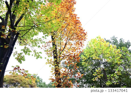 ユリノキの黄葉・百合の木・半纏木・蓮華木・季節の背景素材 133417041