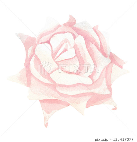 A delicate tea or light peach rose with pointed petals. This isolated image is executed in a simple watercolor style. The drawing is done in a limited palette. This floral illustration is perfect for 133417077