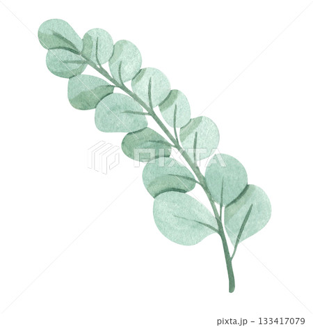 A eucalyptus sprig. This isolated image is done in a simple watercolor style. The drawing is done in a limited palette. This floral illustration is perfect for website design, personal social media,  133417079